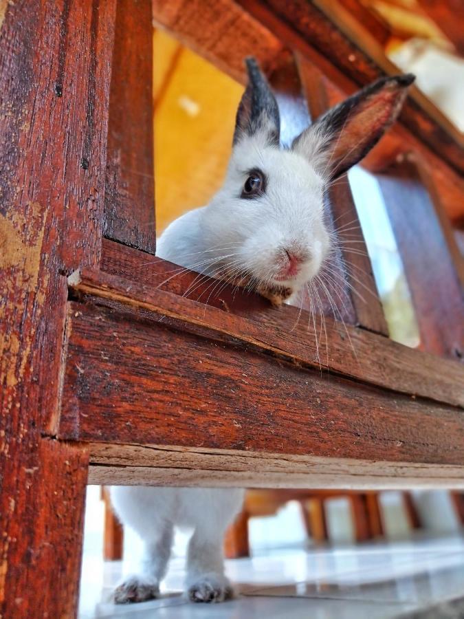 Follow The Rabbit Bungalow Gili Air Exterior foto